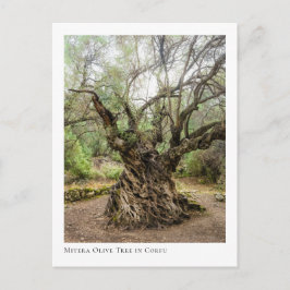 Postal Mitera Olive Tree in Corfu