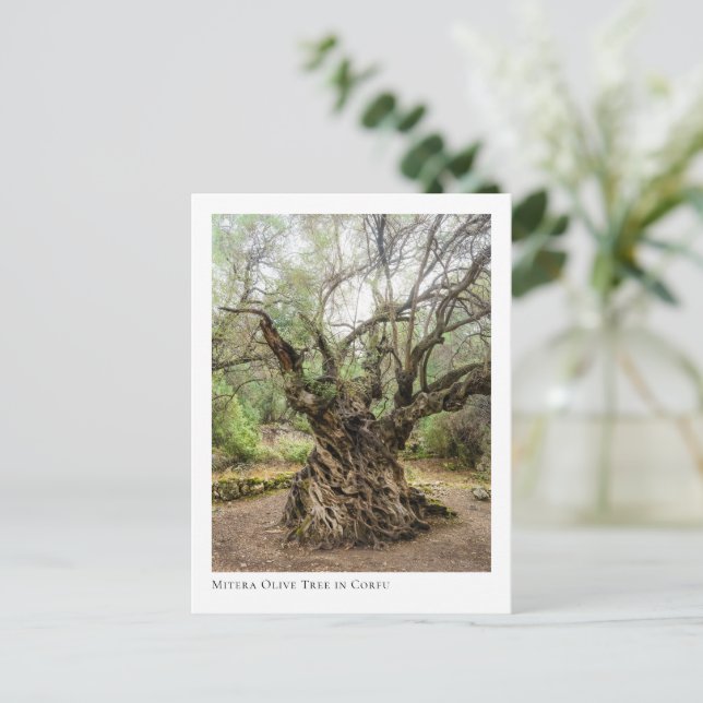 Postal Mitera Olive Tree in Corfu (Anverso de pie)