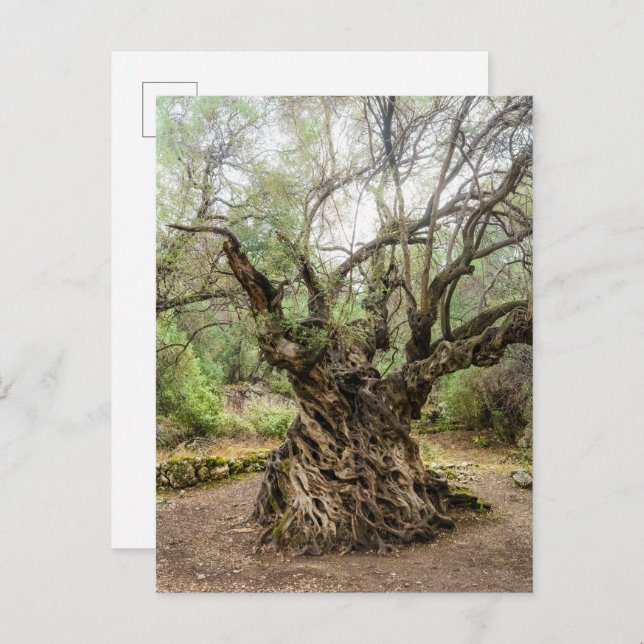 Postal Mitera Olive Tree in Corfu Postcard (no text) (Anverso / Reverso)