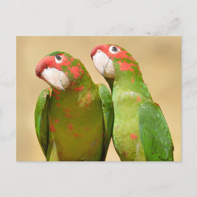 Postal Mitred Parakeet en un post de madera Postcard (Anverso)
