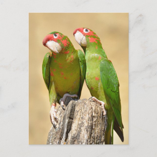 Postal Mitred Parakeet en un post sobre madera (Anverso)