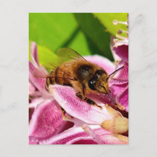 Postal Mitten in den Blüten – Biene auf rosa Blüte Postka