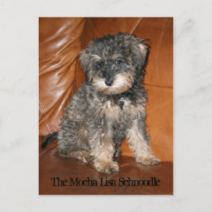 Postal Mocha Lisa Schnoodle
