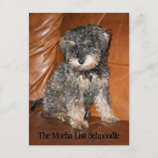 Postal Mocha Lisa Schnoodle