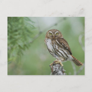 Postal Mochuelo Ferruginoso, Glaucidium brasilianum, 3
