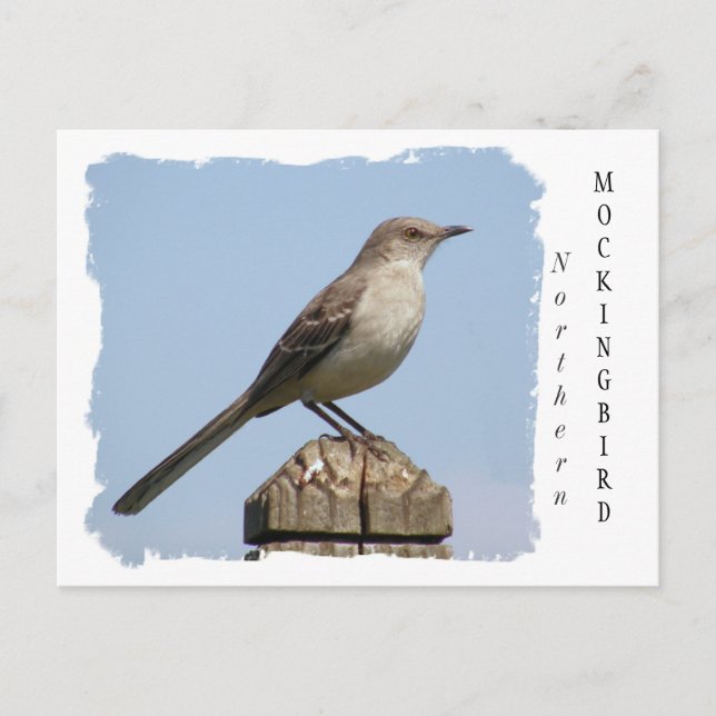 Postal Mockingbird (Anverso)