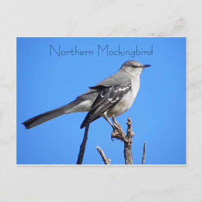 Postal Mockingbird (Anverso)