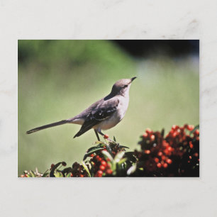 Postal Mockingbird