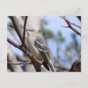 Postal Mockingbird