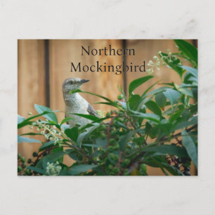 Postal Mockingbird en el norte de la planta de Pokeweed