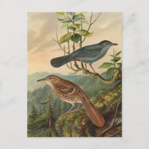 Postal Mockingbird y Brown Thrasher