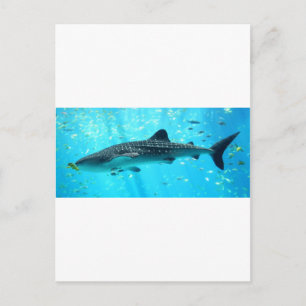 Postal Moda de agua marina Elegante Guay Blue Whale Shark