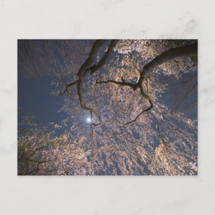 Postal Moda sobre flores de cerezo