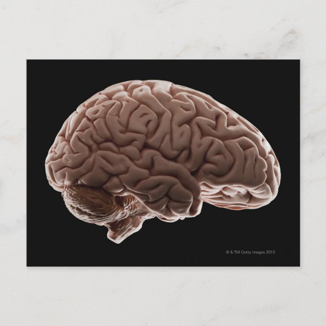 Postal Modelo de cerebro humano, toma de estudio (Anverso)