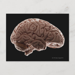 Postal Modelo de cerebro humano, toma de estudio