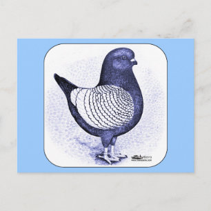 Postal Modena Argent Pigeon