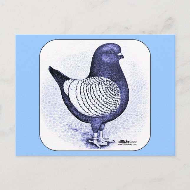 Postal Modena Argent Pigeon (Anverso)