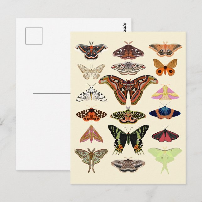 Postal Modos de Cottagecore (Anverso / Reverso)