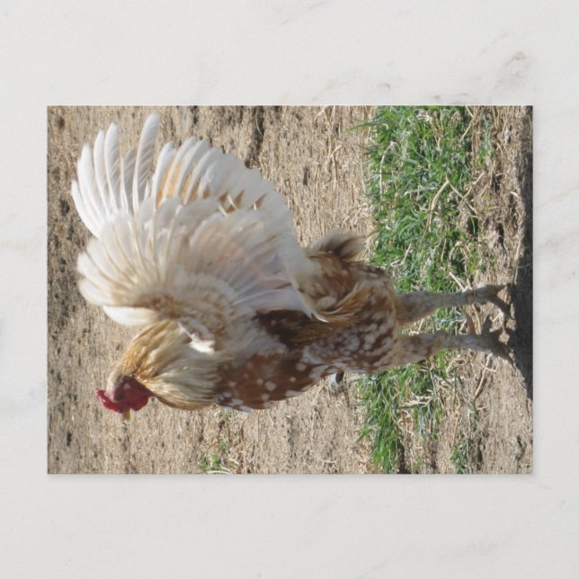 Postal "Moe" (Anverso)