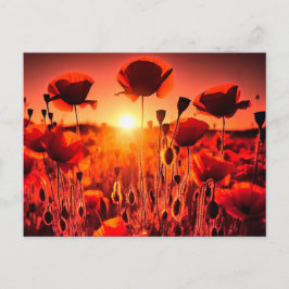 Postal Mohn im Gegenlicht