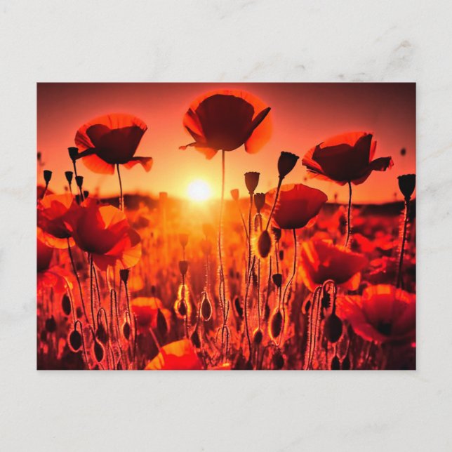 Postal Mohn im Gegenlicht (Anverso)