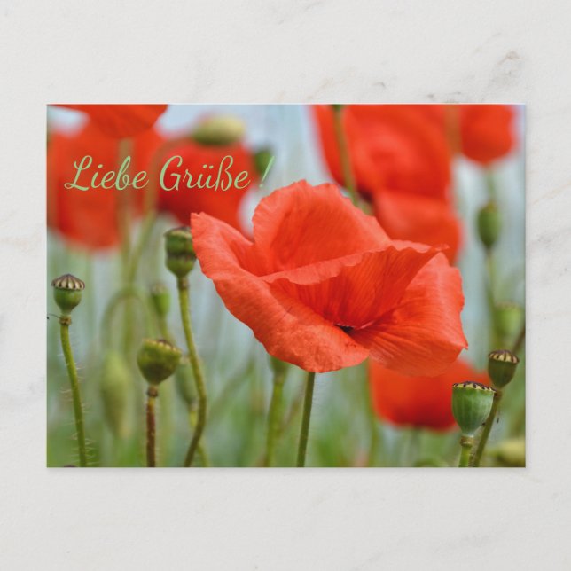 Postal Mohnblumen (Anverso)