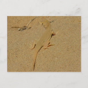 Postal Mojave Lizard