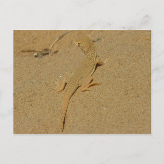 Postal Mojave Lizard