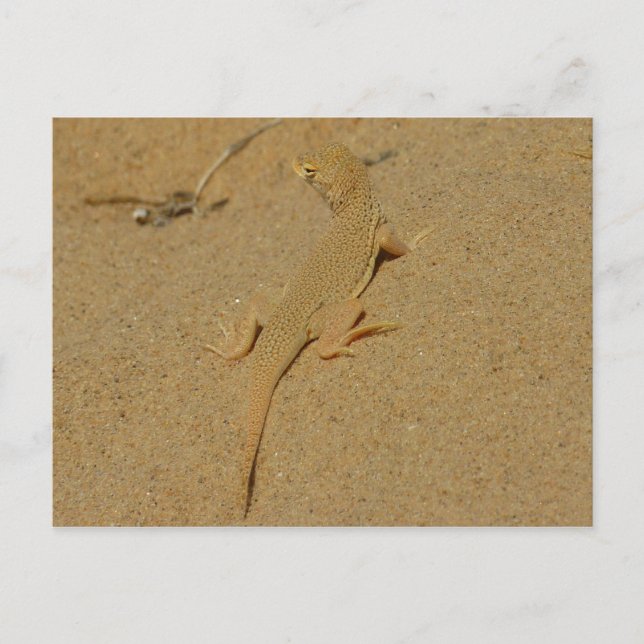Postal Mojave Lizard (Anverso)
