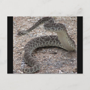 Postal Mojave Rattlesnake