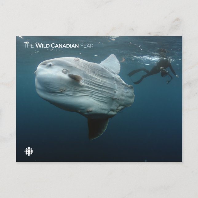 Postal Mola Mola (Anverso)