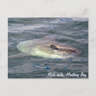 Postal Mola mola (Ocean Sunfish)