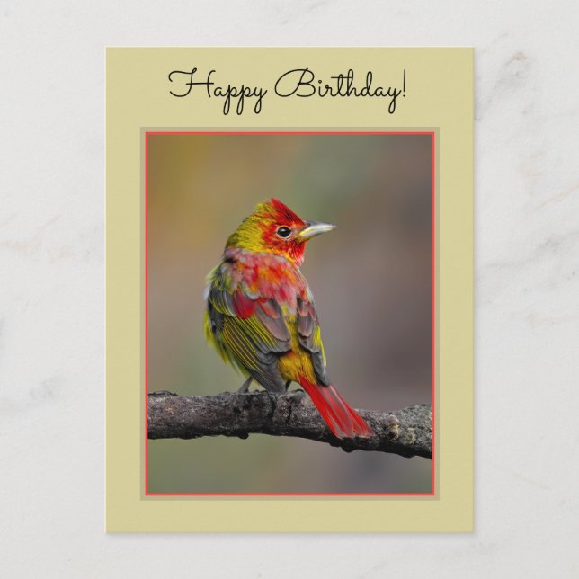 Postal Moldura de Tanager de escarlata - Fotografía origi (Anverso)