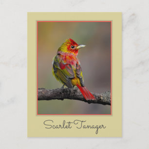 Postal Moldura de Tanager de escarlata - Fotografía origi