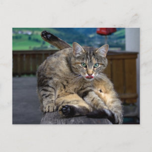 Postal Molesto durante la limpieza