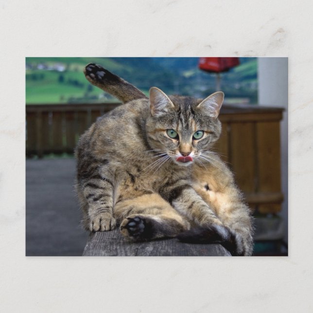 Postal Molesto durante la limpieza (Anverso)