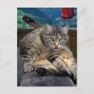 Postal Molesto durante la limpieza