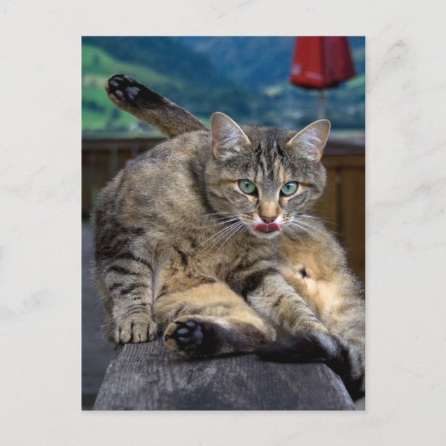 Postal Molesto durante la limpieza (Anverso)