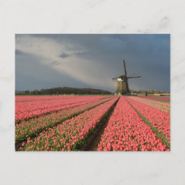 Postal Molino de viento con tulipanes rosados en primaver