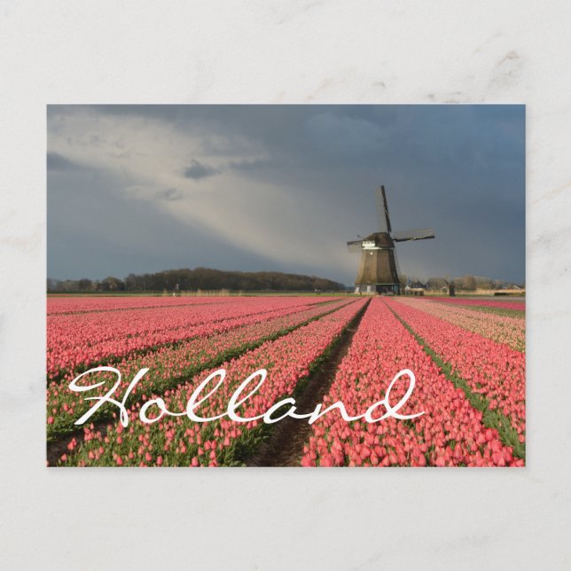 Postal Molino de viento con tulipanes rosados en primaver (Anverso)