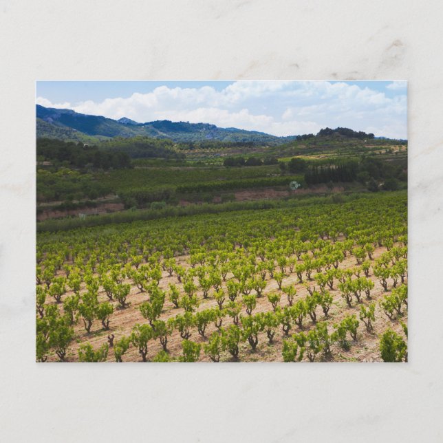 Postal molino de viento; huerto de pecan; árboles de chip (Anverso)