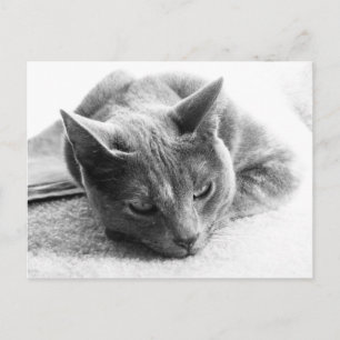 Postal Mollie