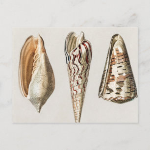 Postal Mollusks vintage