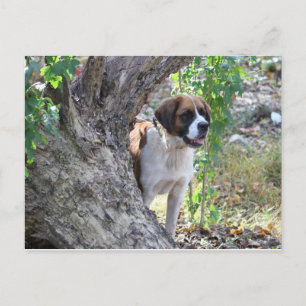 Postal Molly "Alguien dice PLAYTIME"