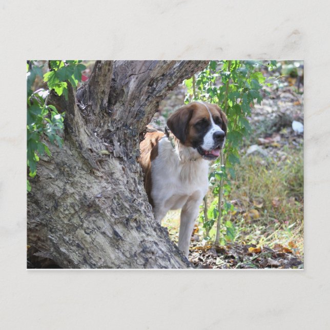 Postal Molly "Alguien dice PLAYTIME" (Anverso)