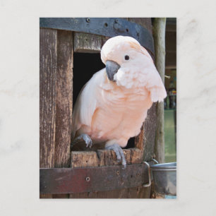 Postal Moluccan Cockatoo