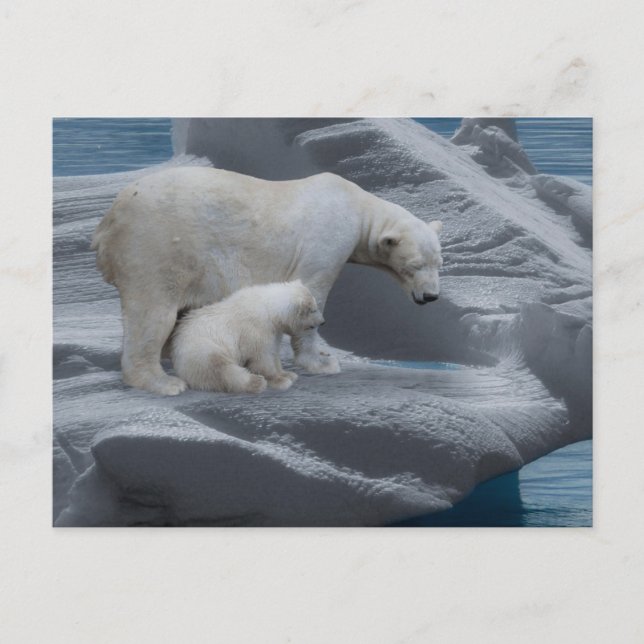 Postal mom polar bear and baby (Anverso)