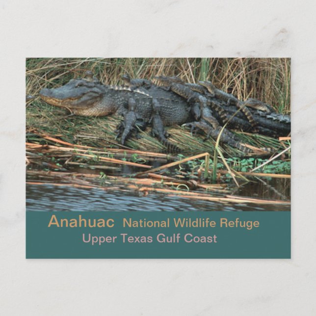 Postal Moma 'Gator (Anverso)