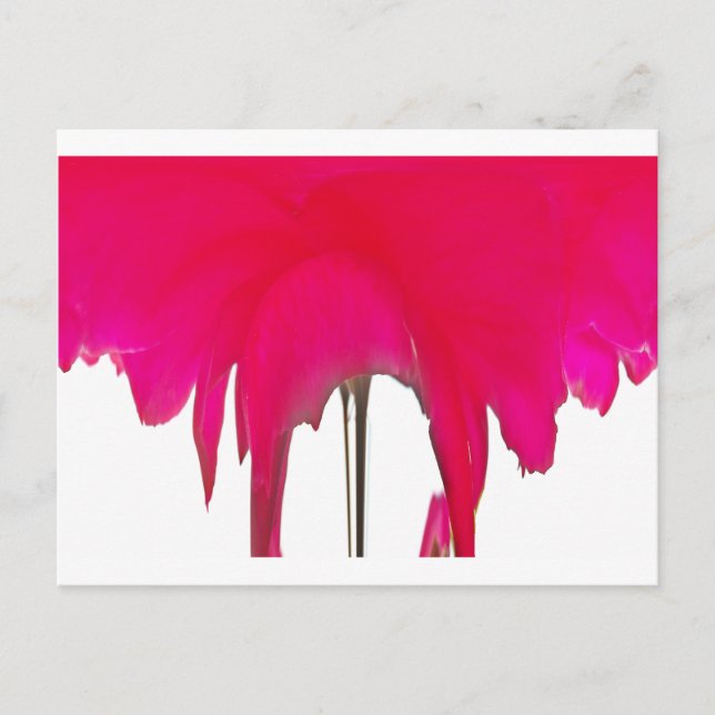 Postal Momento capturado: Elegancia de Petal de Rosa Roja (Anverso)