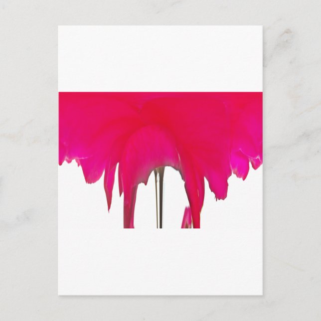 Postal Momento capturado: Elegancia de Petal de Rosa Roja (Anverso)